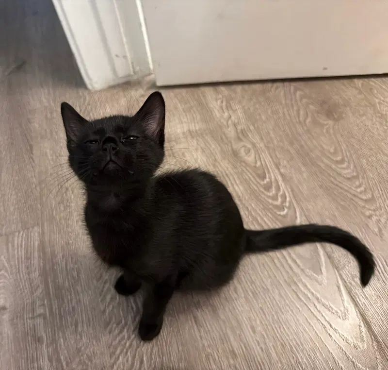 Dory, photo 3