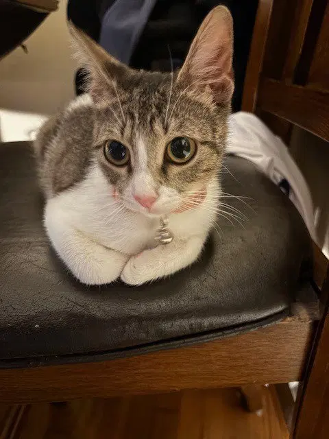 Suzy, a young female Tabby cat up for adoption