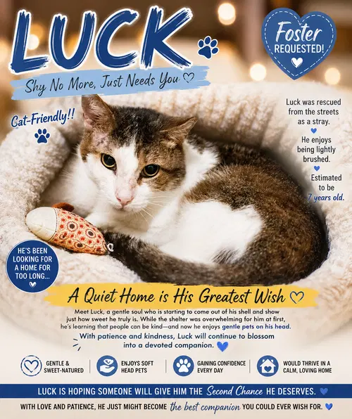 Luck C, photo 6