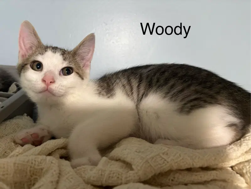 Woody, photo 2