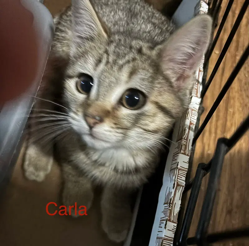 Carla, photo 2