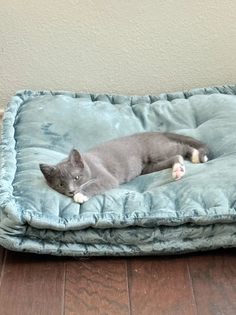 Muffin, photo 3