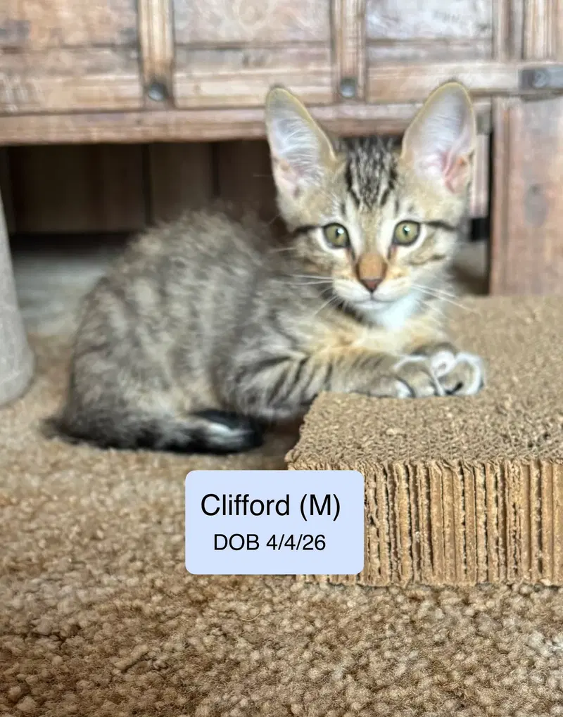 Clifford, photo 2