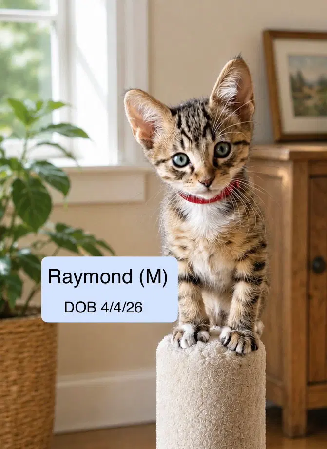 Raymond, photo 2