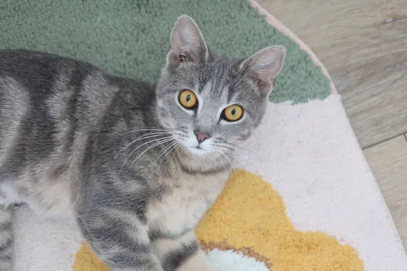 Sapphire, a young female cat up for adoption