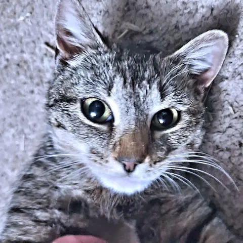 Watch the video of Bella