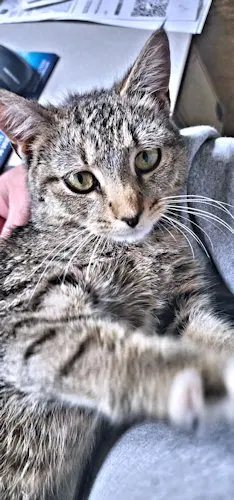 Bella, photo 2