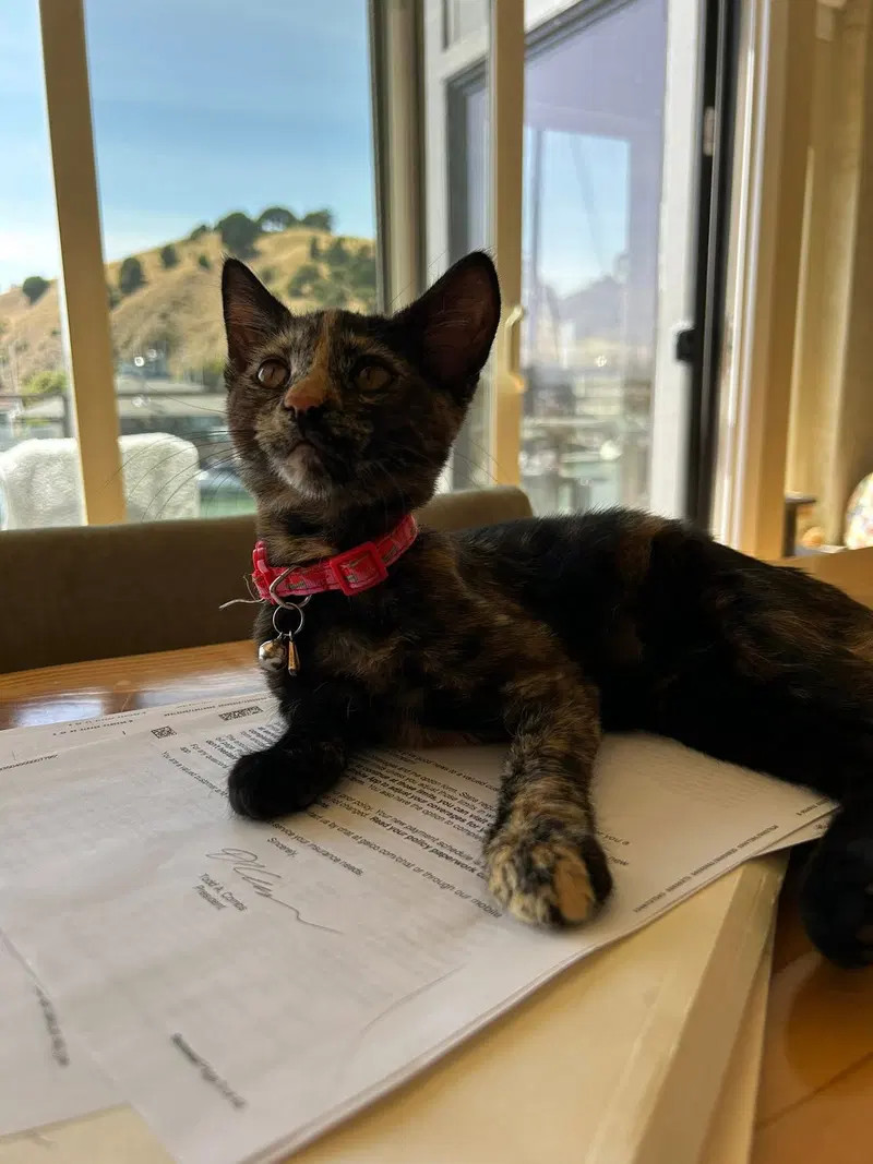 Cinnamon, photo 2