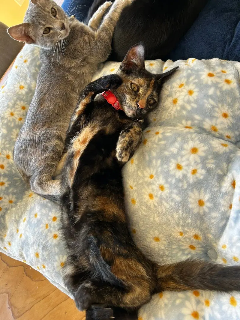 Cinnamon, photo 4
