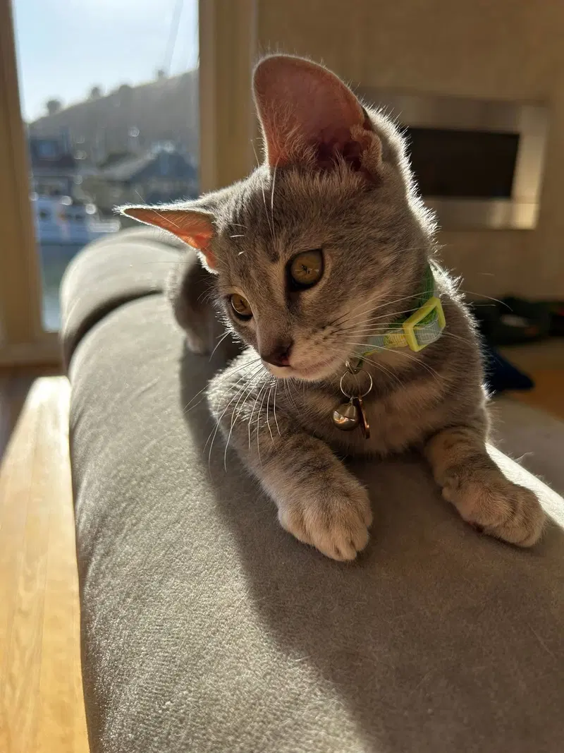 Gimlet, a female Tabby kitten up for adoption