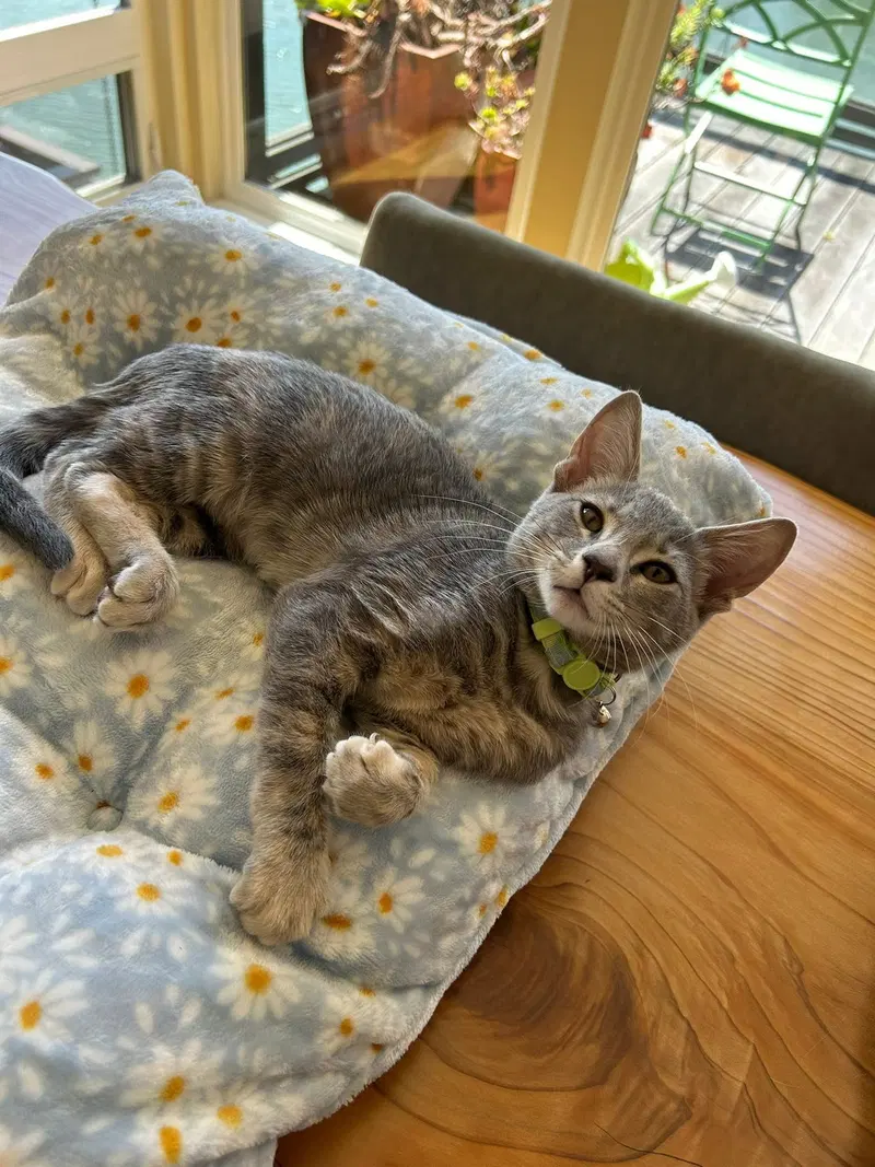 Gimlet, photo 2