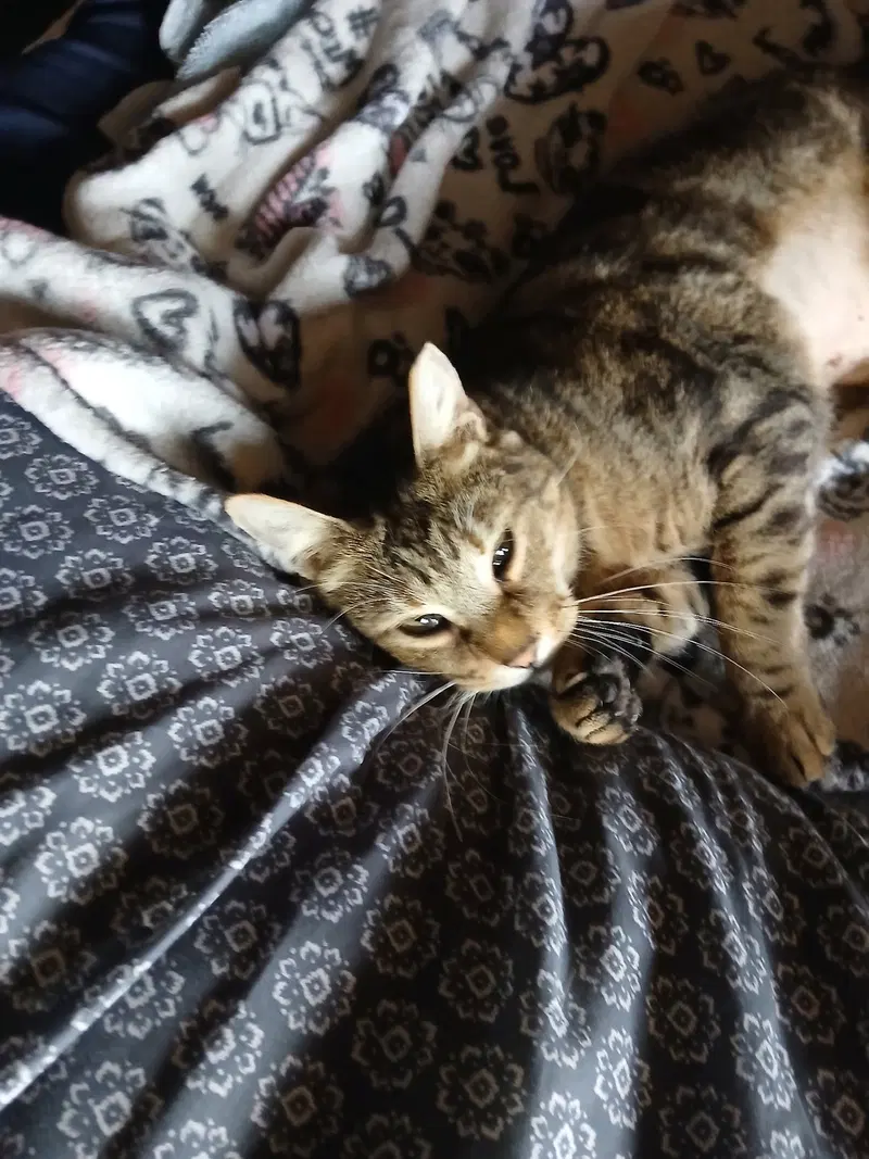 Smokey, photo 4