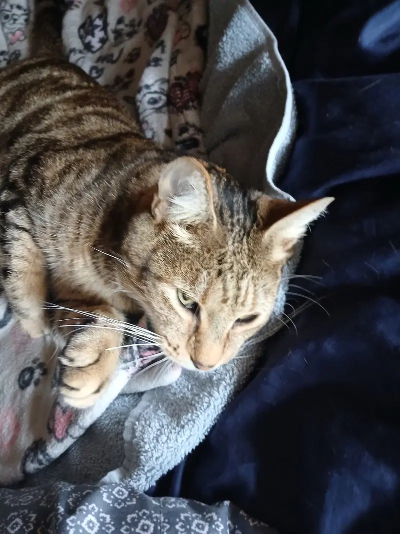 Smokey, photo 5