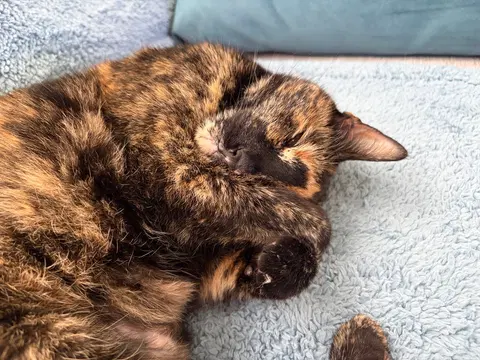 Watch the video of Mabel