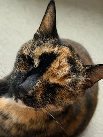 Mabel, photo 7