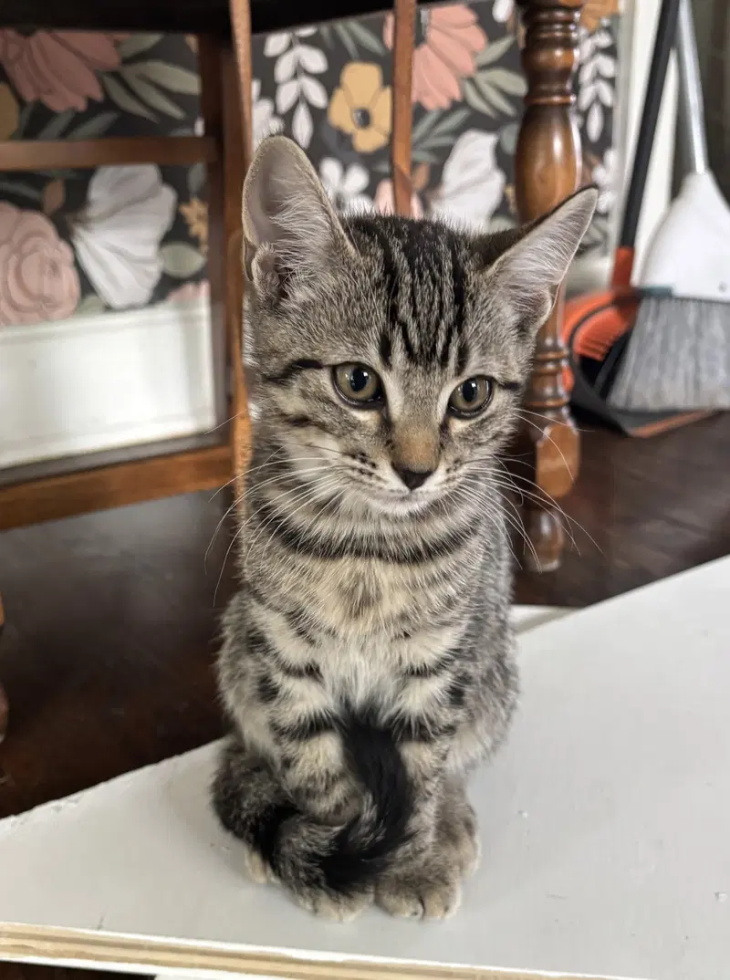 Kitten Sweet Syd, a male Tabby kitten up for adoption