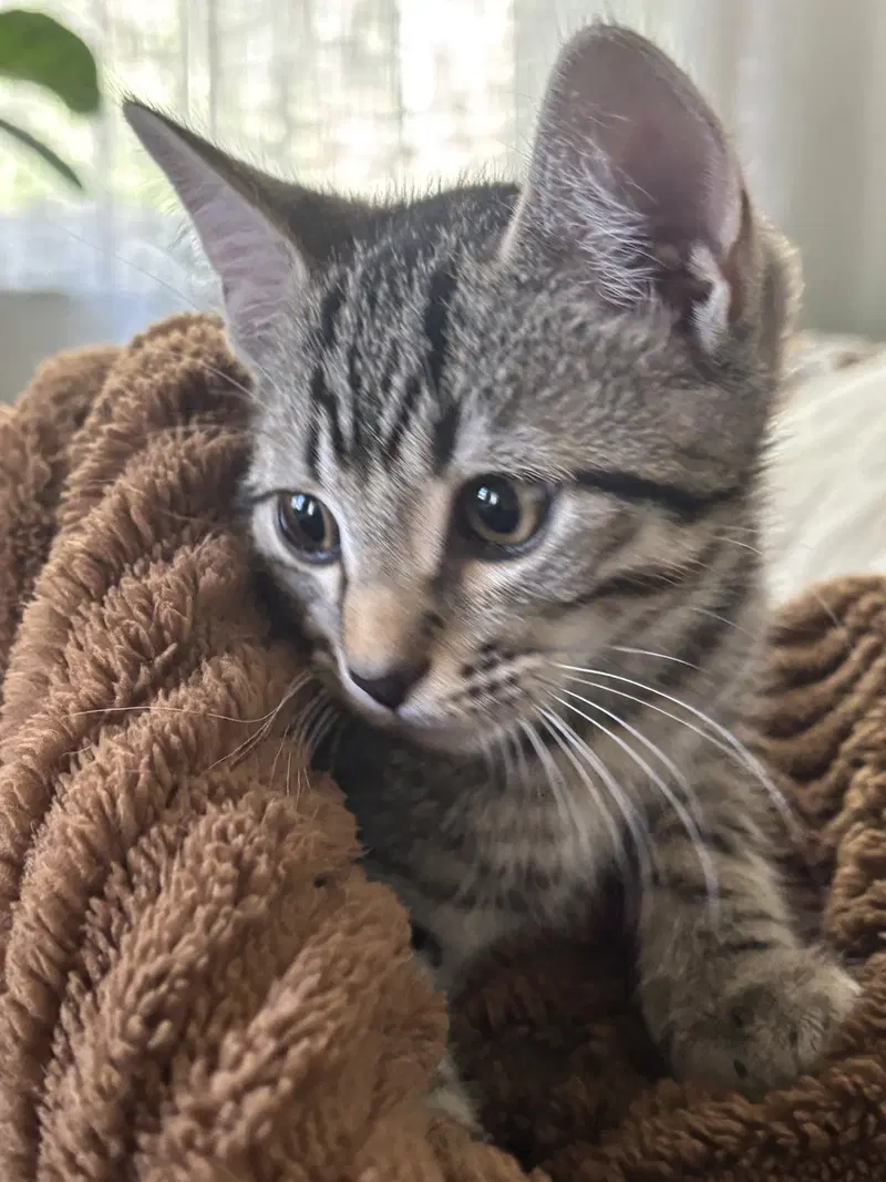 Kitten Sweet Syd, photo 2