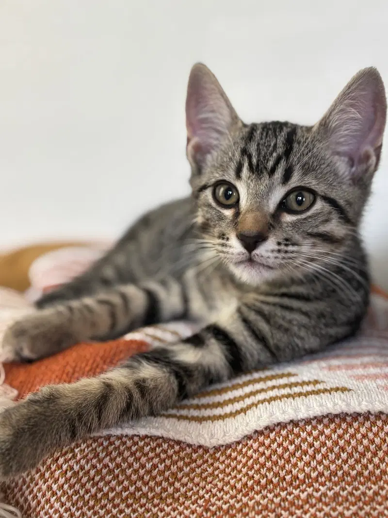 Kitten Sweet Syd, photo 3