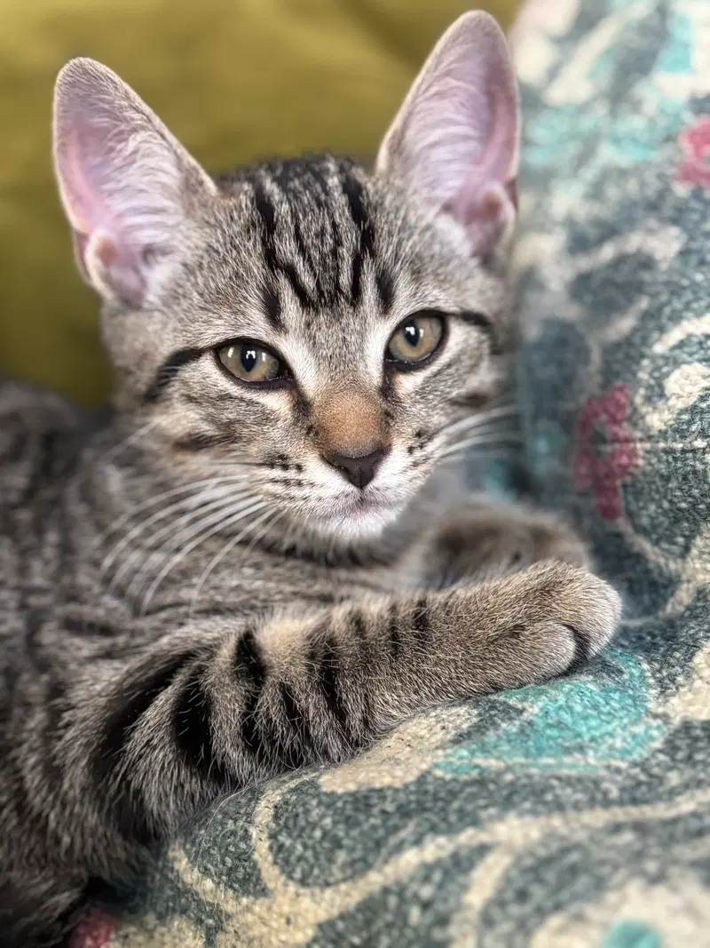 Kitten Sweet Syd, photo 4