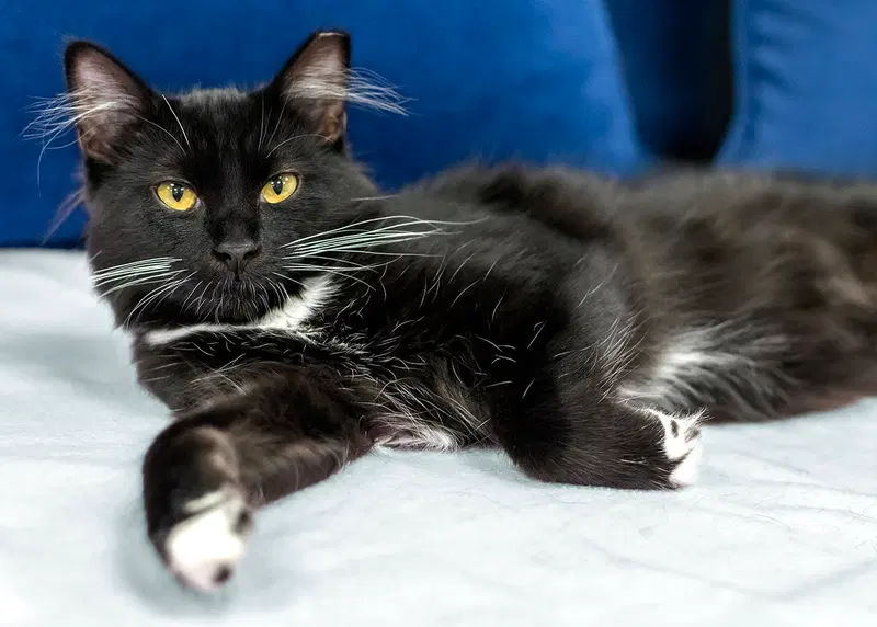Tracy, a young female cat up for adoption