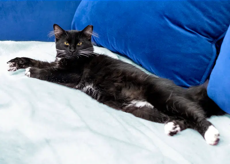 Tracy, photo 5