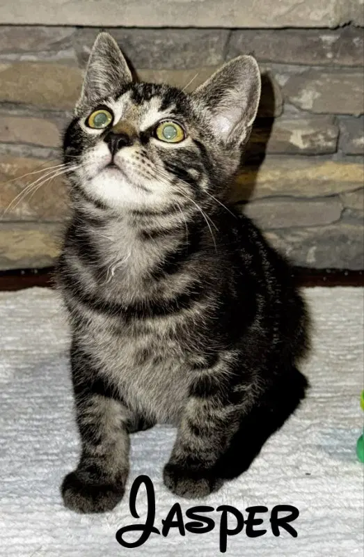 Jasper, photo 10
