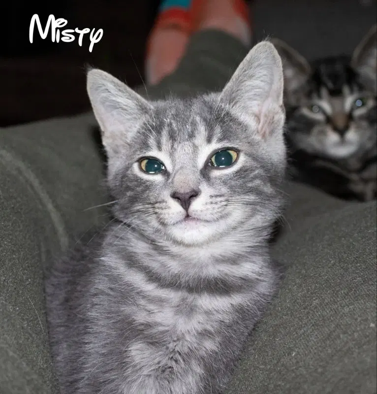 Misty, photo 5