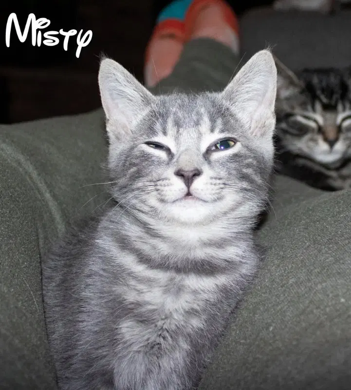 Misty, photo 6
