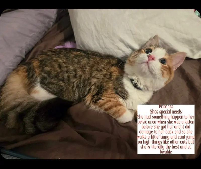 Princess, a female Calico cat up for adoption