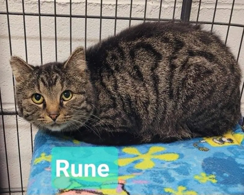 Rune, photo 3