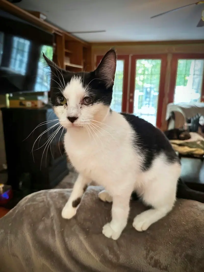 Dottie, a young female cat up for adoption