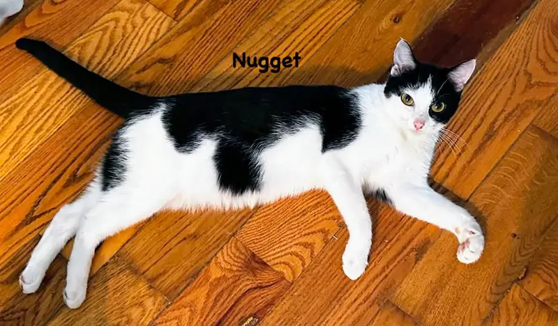 Nugget, an adult female cat up for adoption