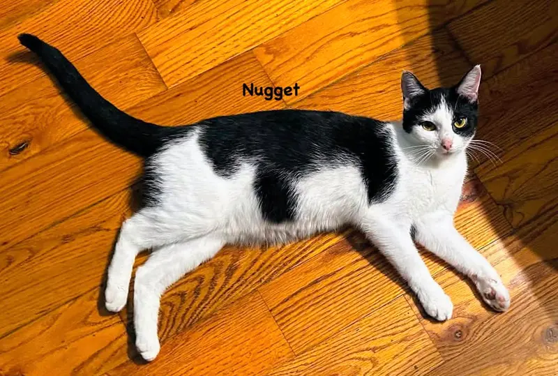 Nugget, photo 2