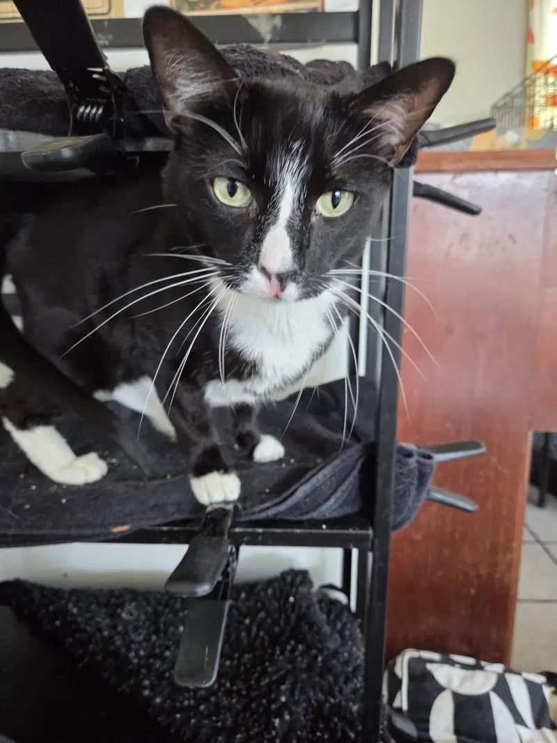 Prince, an adult male Tuxedo cat up for adoption