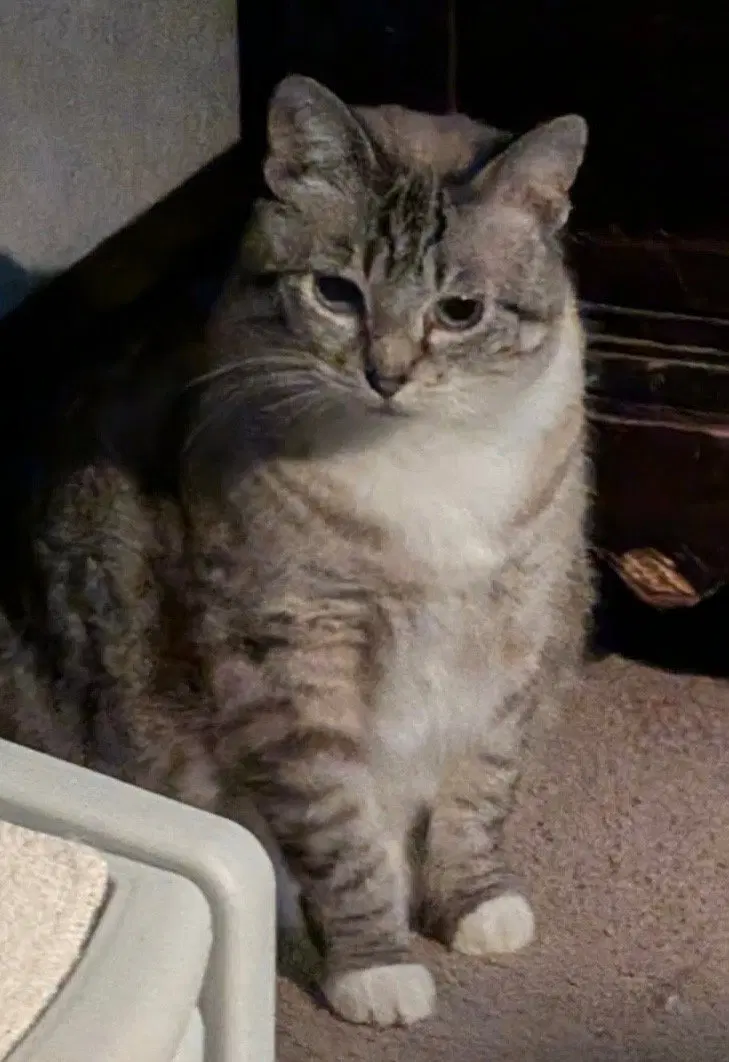 Ella, photo 6
