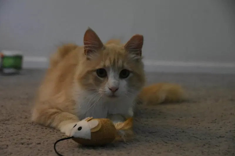Gus, photo 2