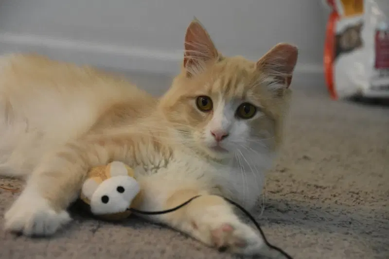 Gus, photo 3