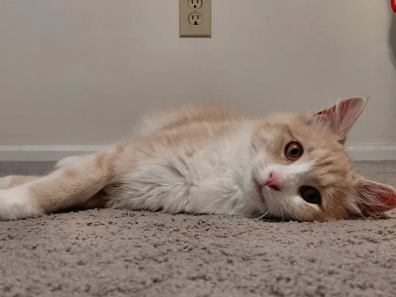 Gus, photo 7