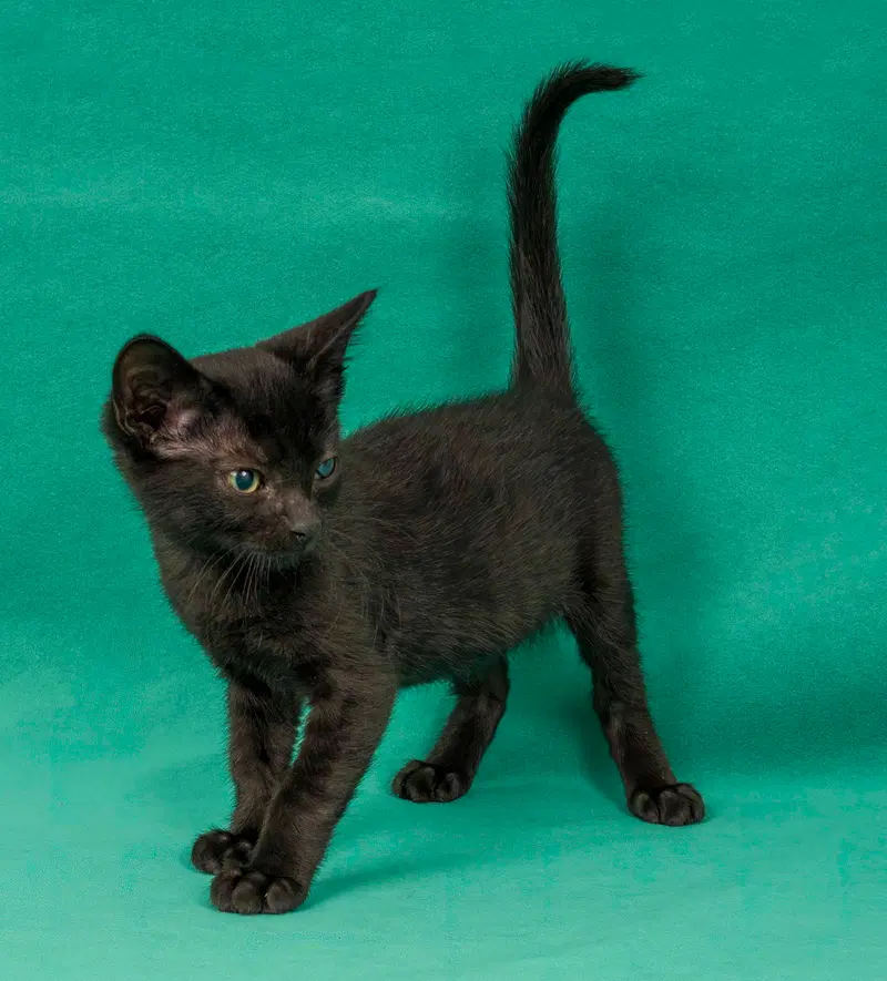 Velvet, a female kitten up for adoption