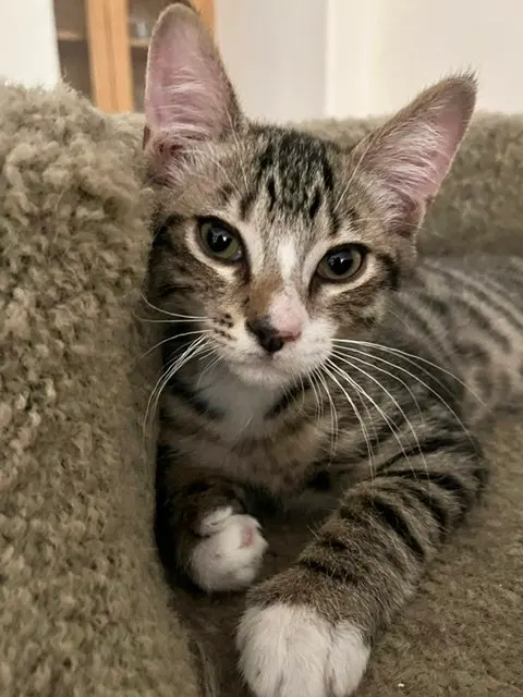 Loki, photo 2