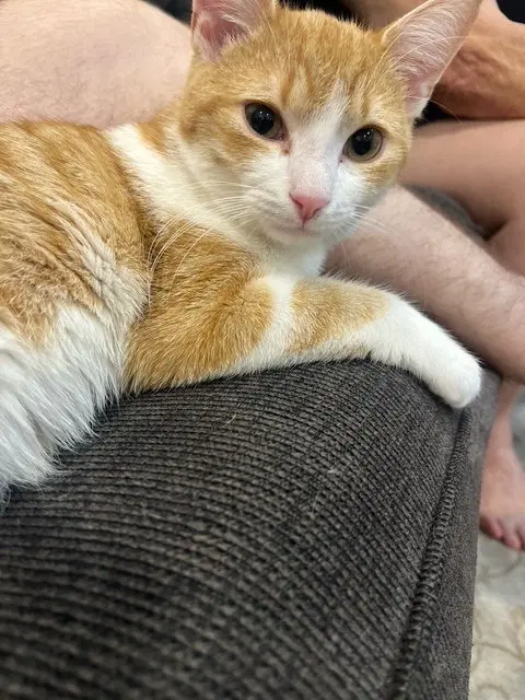 C316 Litter Ginger Pop, photo 2