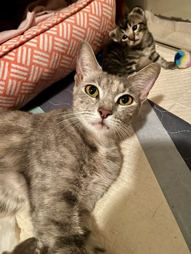 Miss Cleo, an adult female cat up for adoption