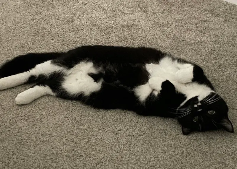 Olive, a female cat up for adoption