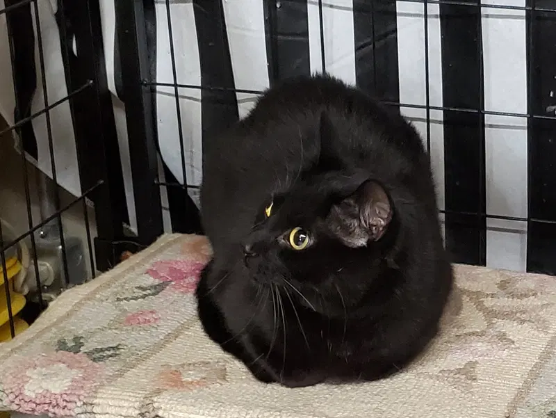 Pepperoni, photo 3