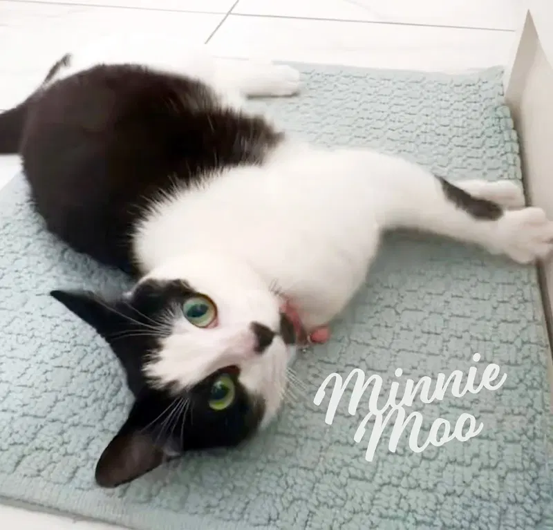 Minnie Moo, photo 8