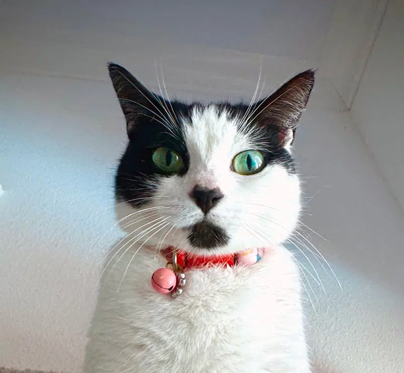 Minnie Moo, photo 5