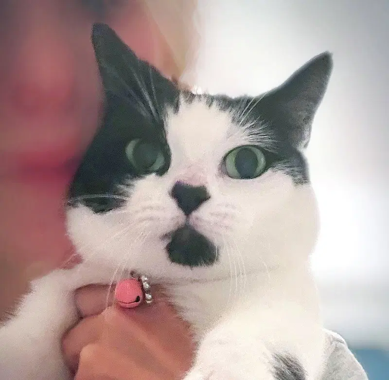 Minnie Moo, photo 3