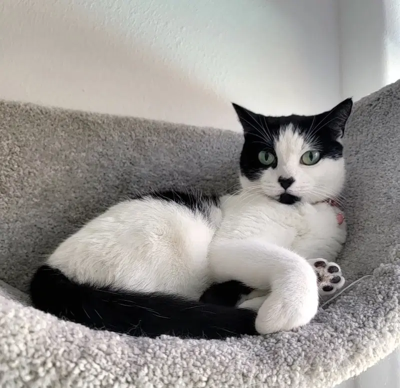 Minnie Moo, photo 6