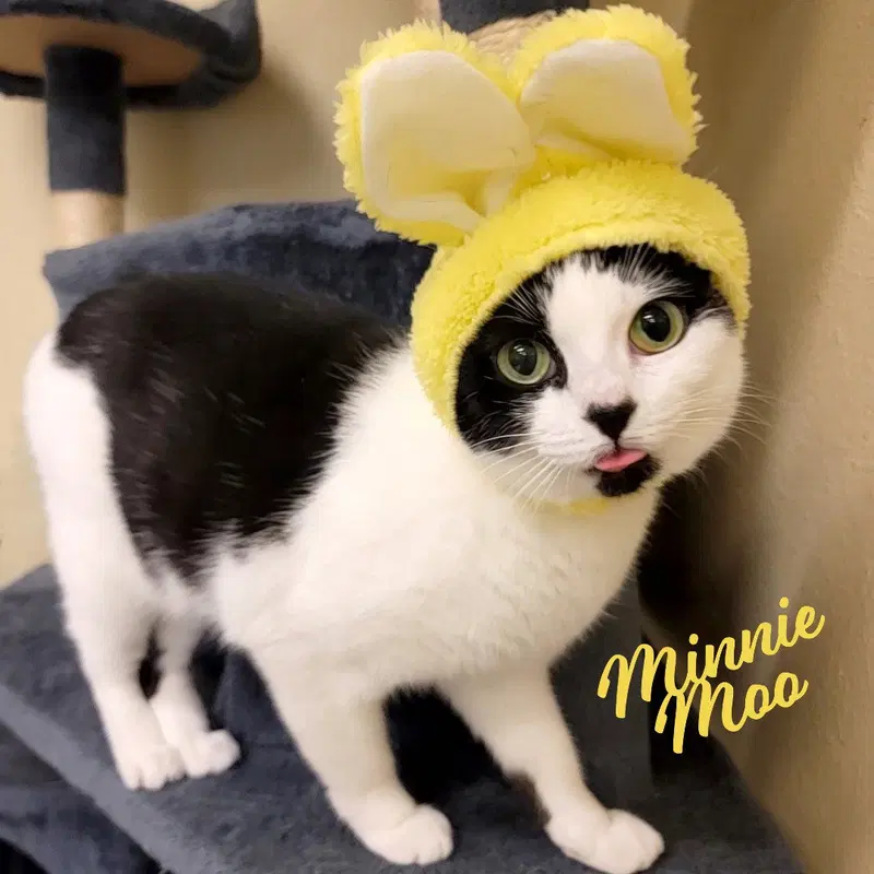 Minnie Moo, photo 10