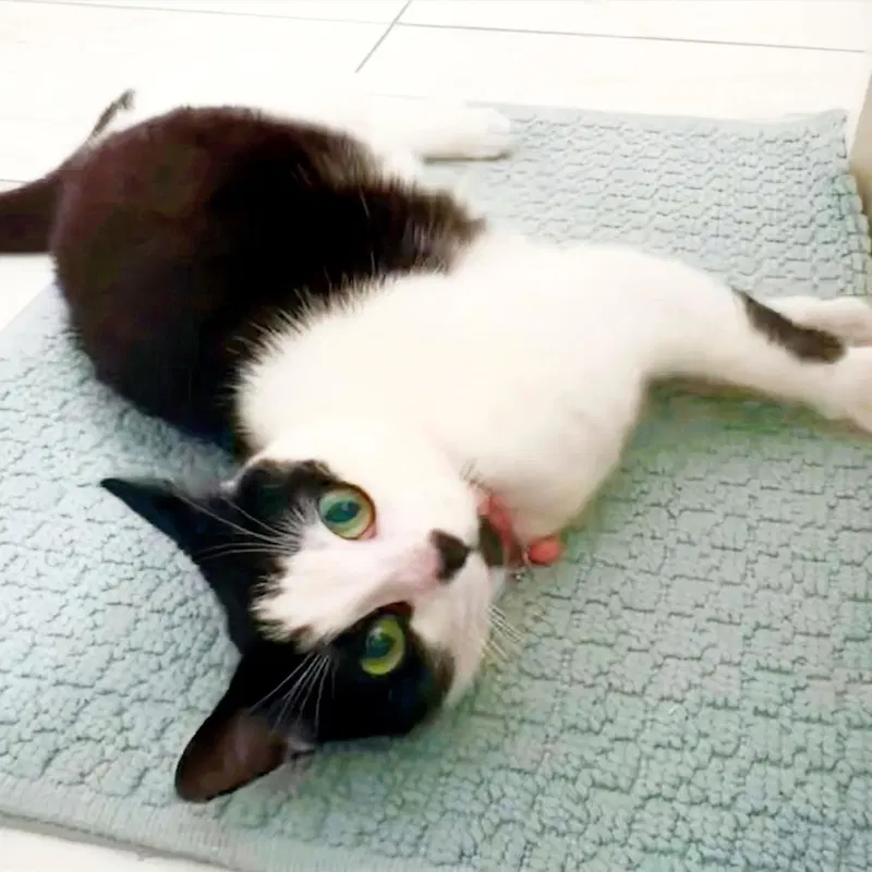 Minnie Moo, photo 2
